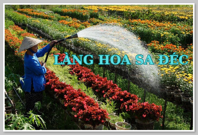 Khung cảnh muôn sắc màu rực rỡ ở làng hoa kiểng Sa Đéc